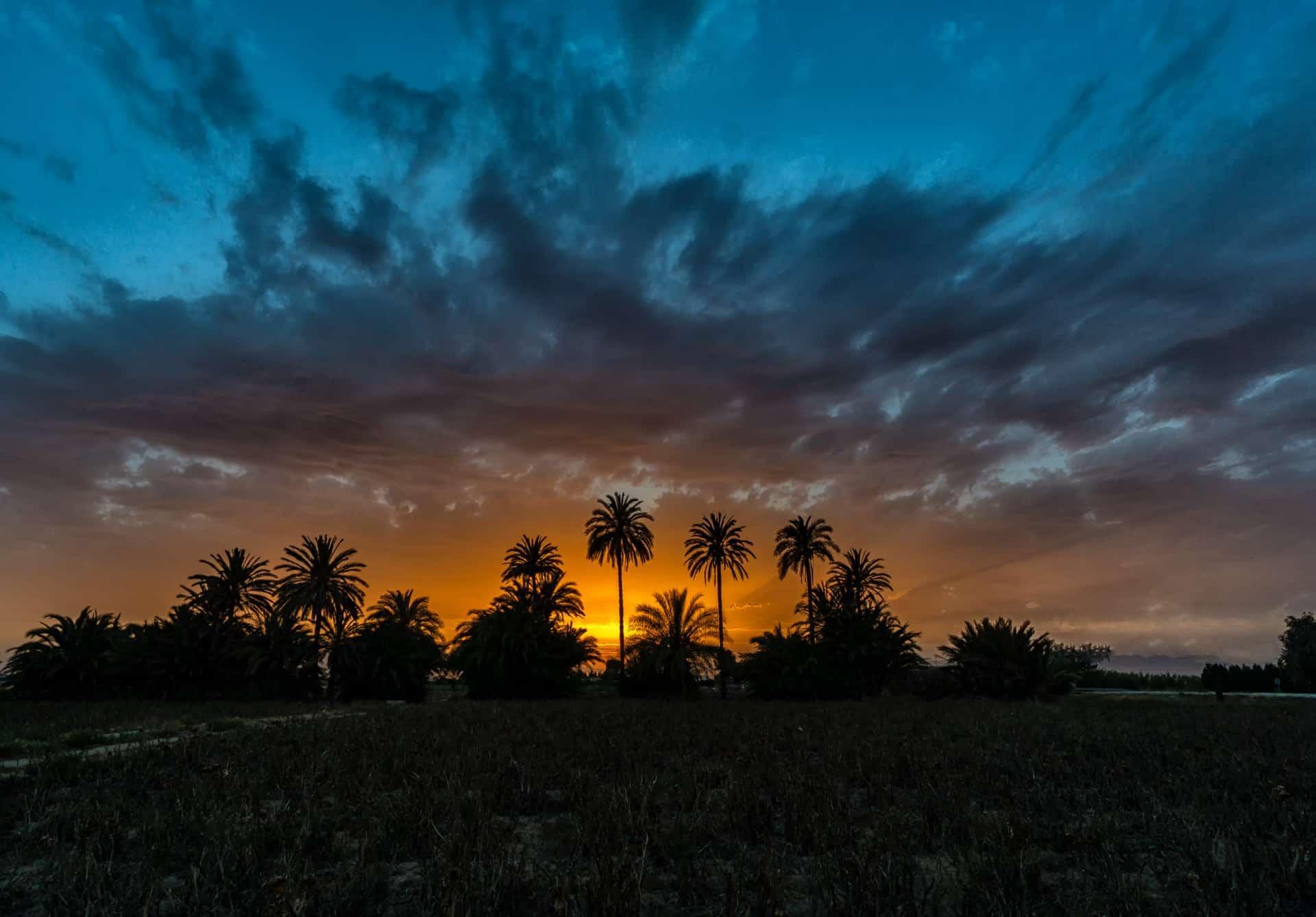 Sunset of Daya Nueva with palm trees